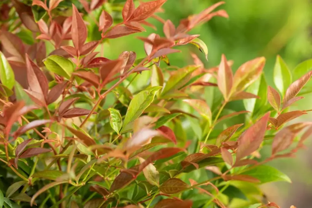 Nandina domestica (Hemelse bamboe)