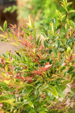 Nandina domestica (Hemelse bamboe)