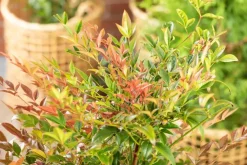 Nandina domestica (Hemelse bamboe)