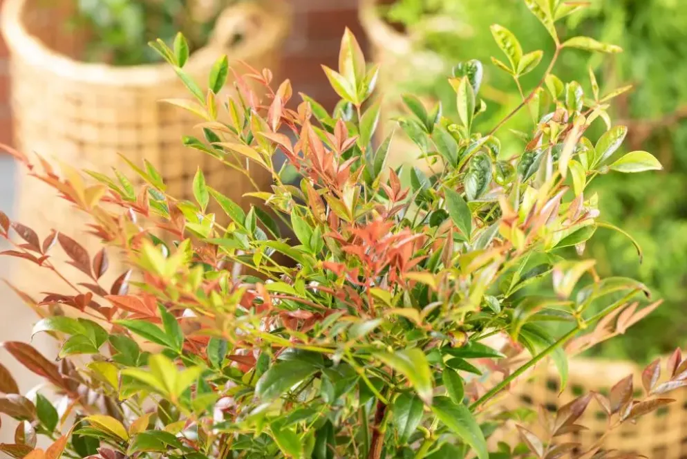 Nandina domestica (Hemelse bamboe)