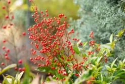 Nandina domestica (Hemelse bamboe)