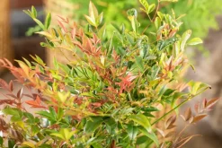 Nandina domestica (Hemelse bamboe)