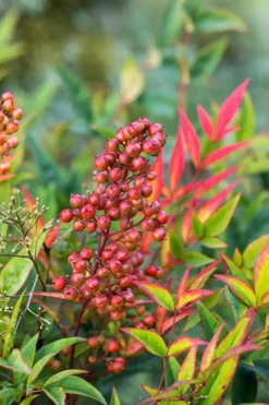 Nandina domestica (Hemelse bamboe)