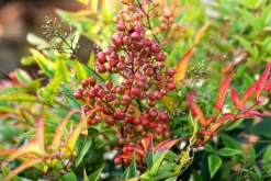 Nandina domestica (Hemelse bamboe)