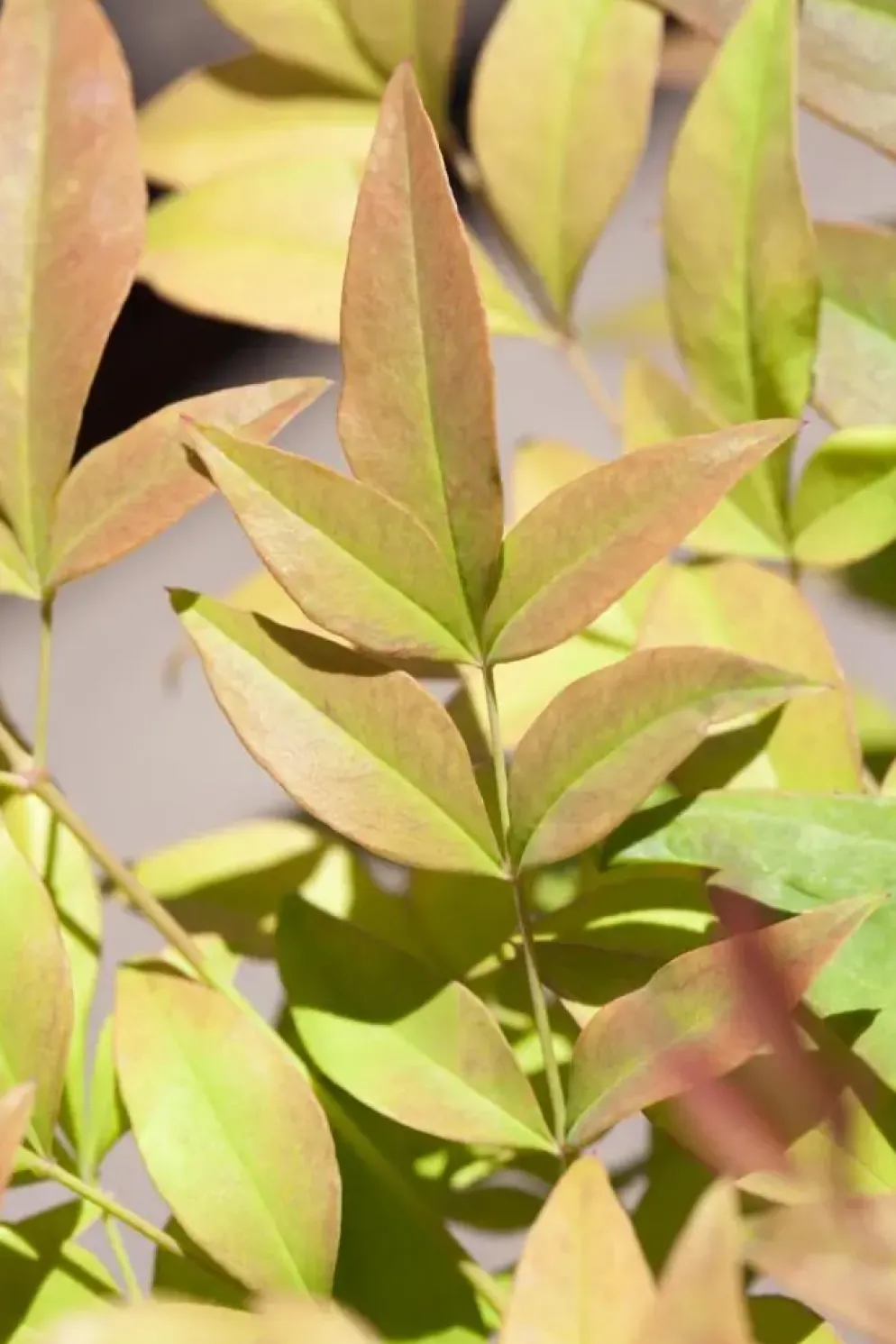 Nandina domestica (Hemelse bamboe)