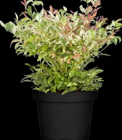Nandina domestica (Hemelse bamboe)