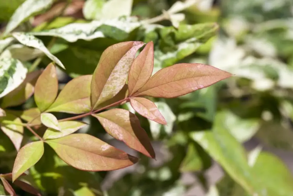 Nandina domestica (Hemelse bamboe)