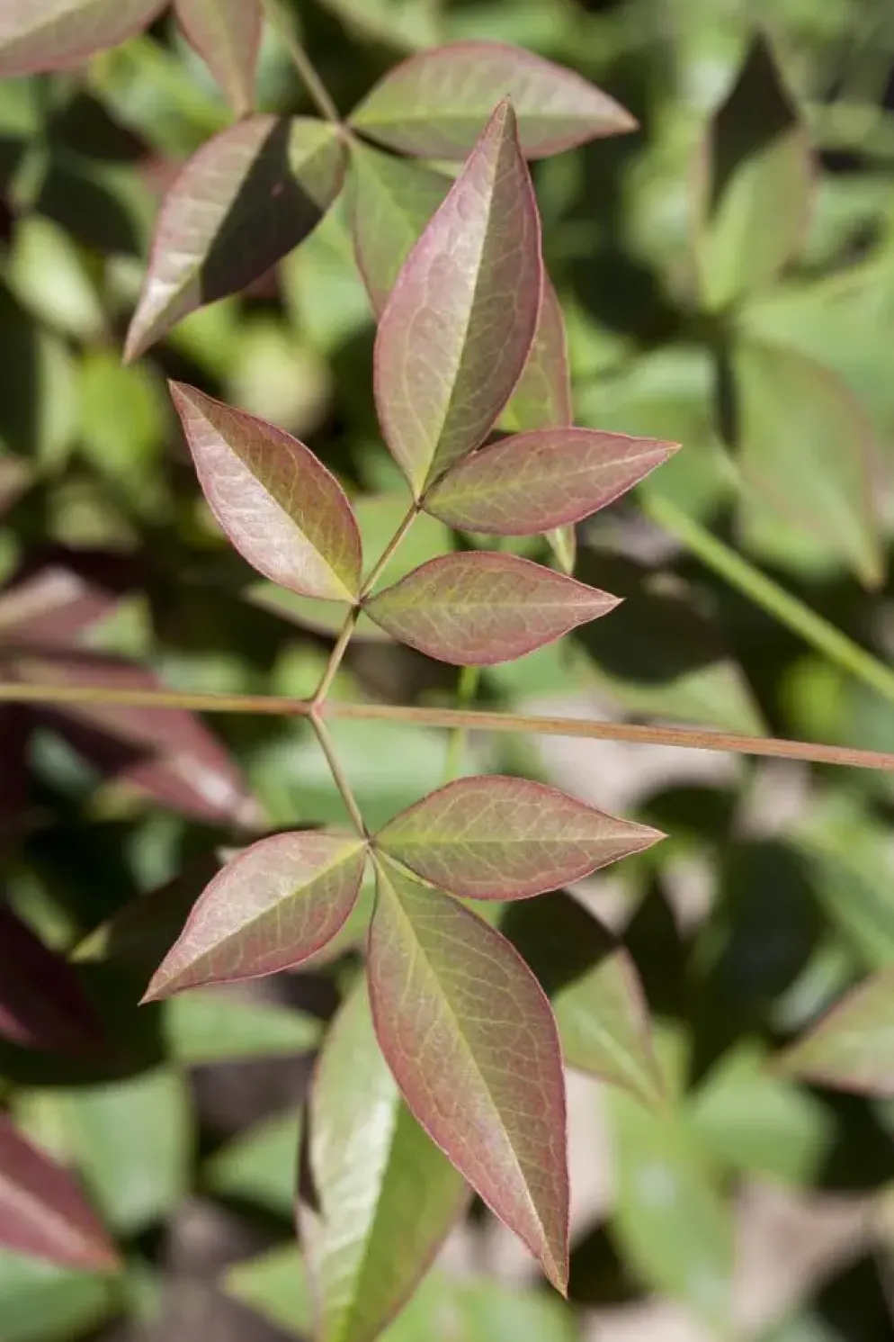 Nandina domestica (Hemelse bamboe)