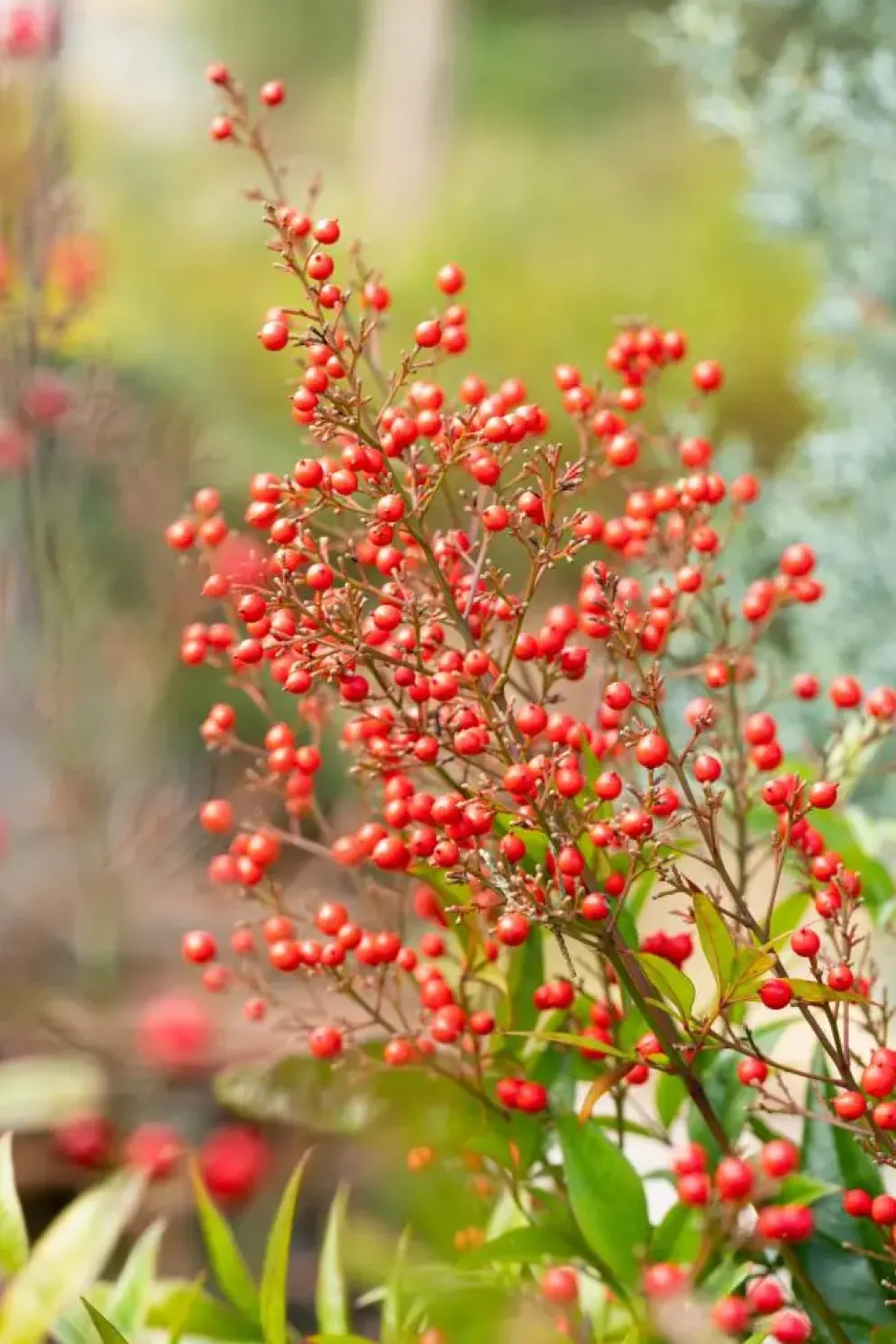 Nandina domestica (Hemelse bamboe)