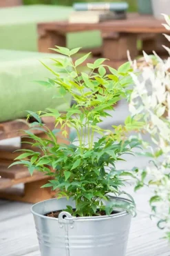 Nandina domestica (Hemelse bamboe)