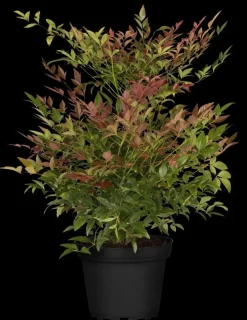 Nandina domestica (Hemelse bamboe)
