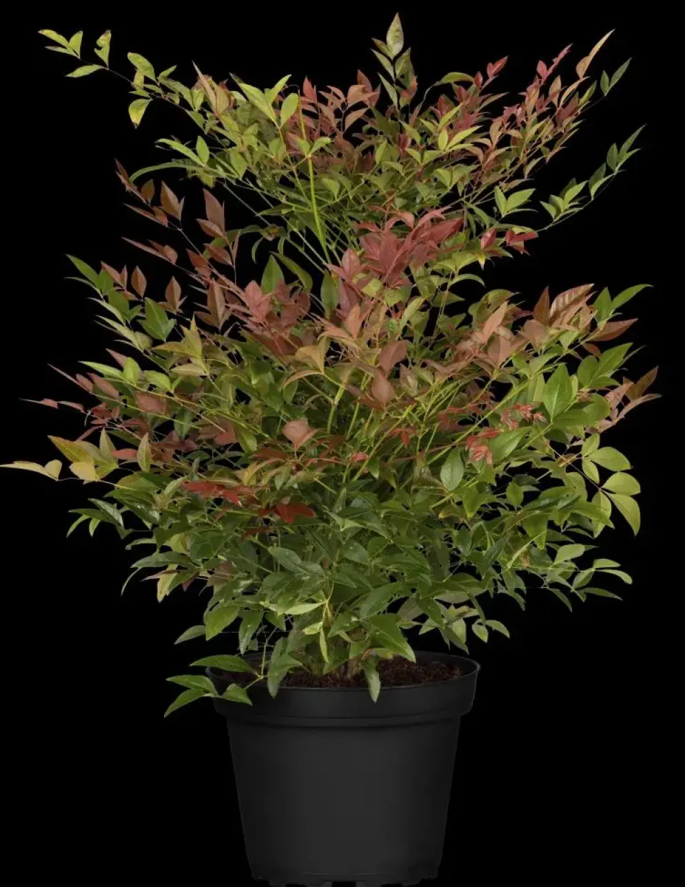 Nandina domestica (Hemelse bamboe)