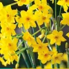 Narcissus baby boomer 5st