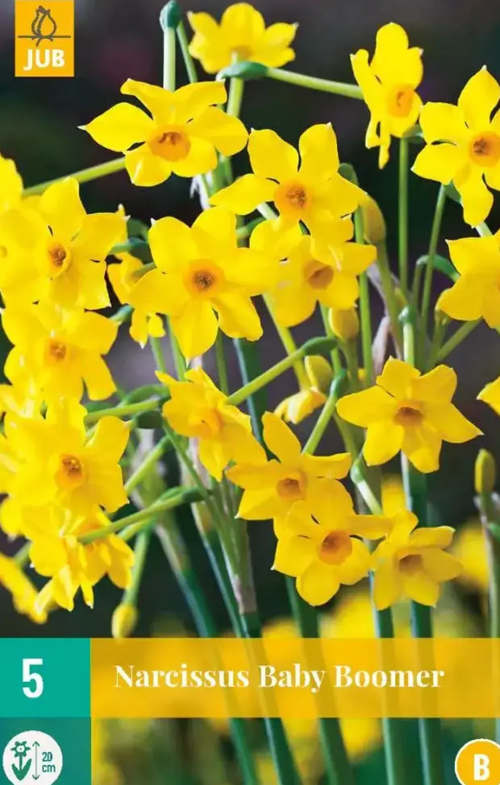 Narcissus baby boomer 5st