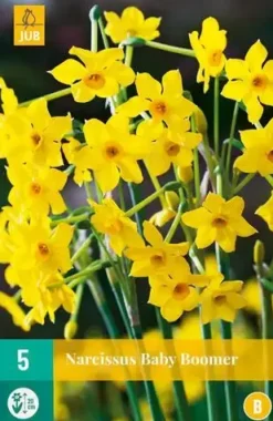 Narcissus baby boomer 5st