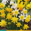 Narcissus Botanisch mix 10 narcisbollen