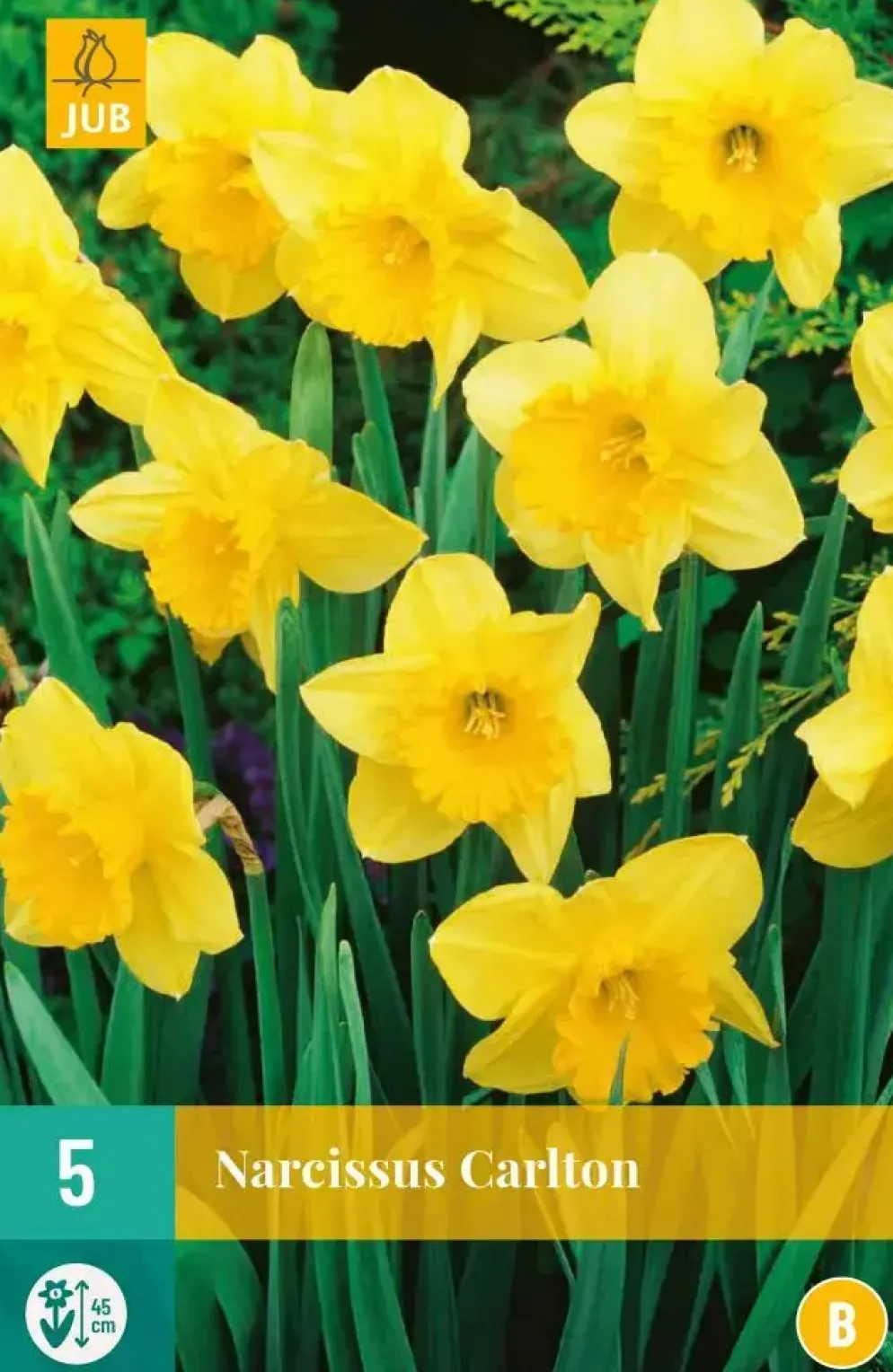 Narcissus Carlton 5 narcisbollen