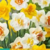 Narcissus Dubbel Mix 5 narcisbollen
