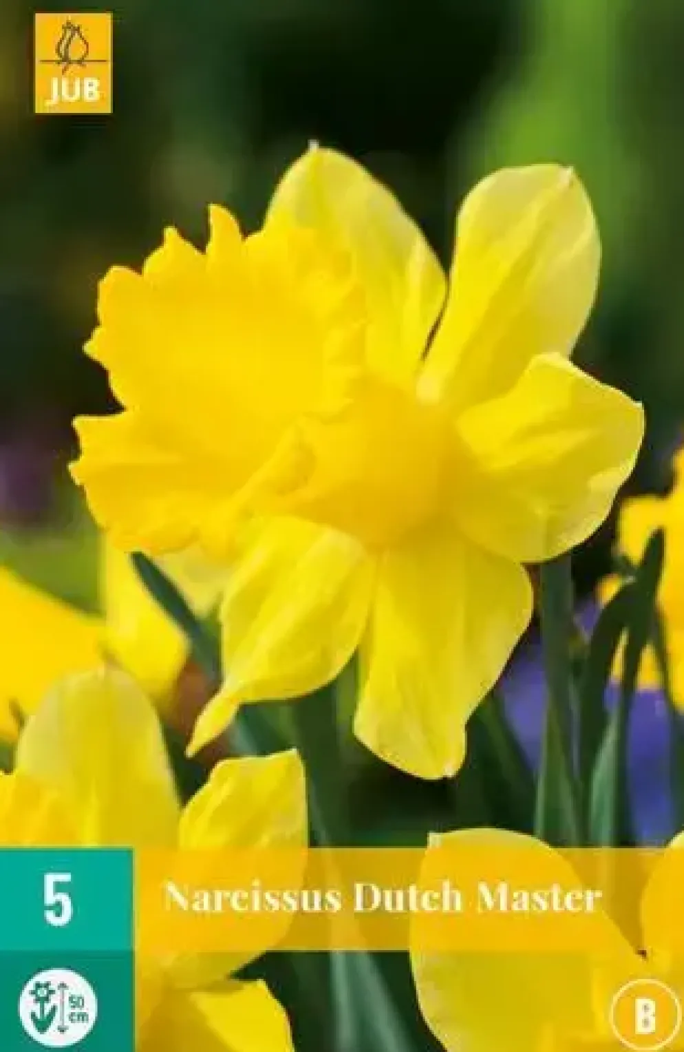 Narcissus Dutch Master 5 narcisbollen