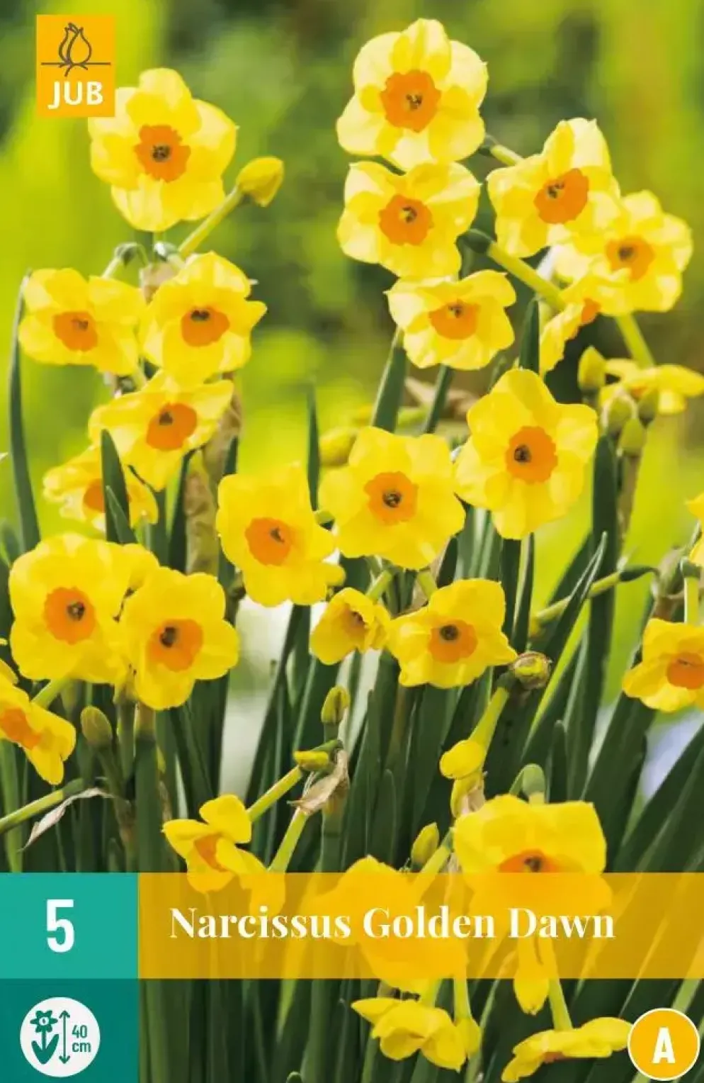 Narcissus Golden Dawn 5 narcisbollen