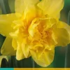 Narcissus Golden Ducat 5 narcisbollen