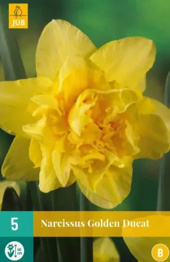 Narcissus Golden Ducat 5 narcisbollen