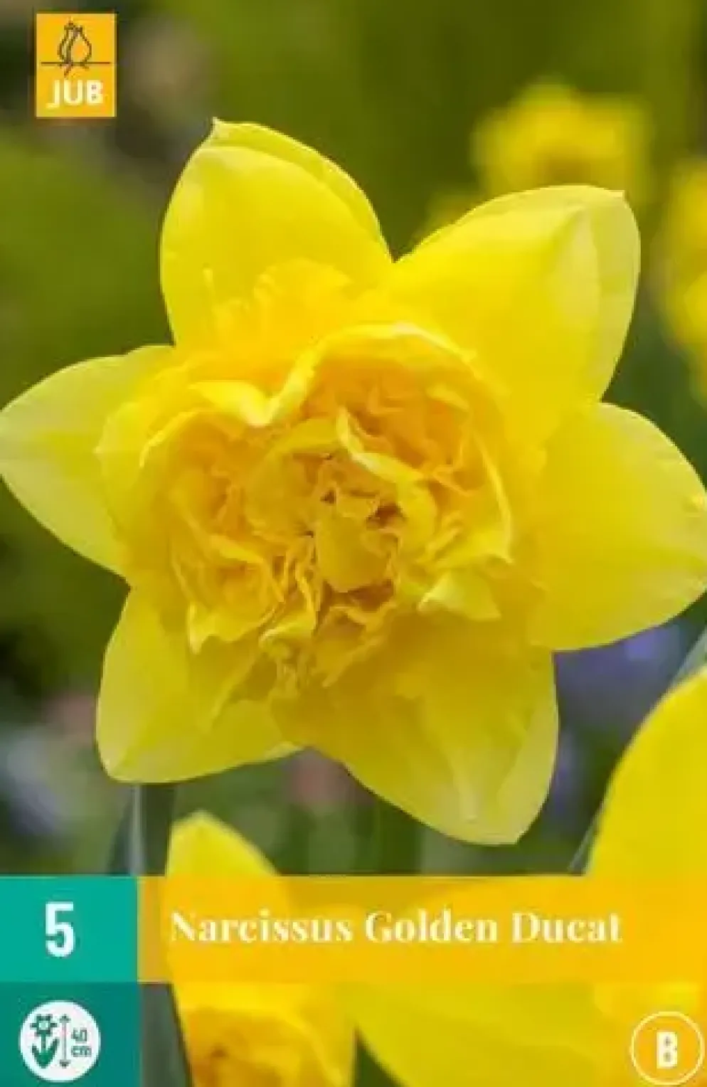 Narcissus Golden Ducat 5 narcisbollen