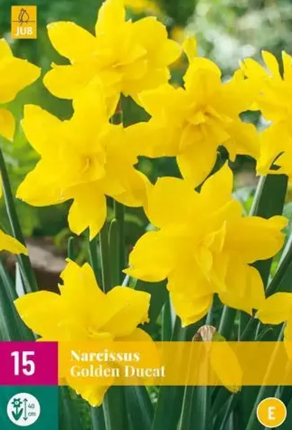 Narcissus Golden Ducat 15 narcisbollen