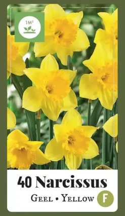Narcissus grootkronig geel 40 narcisbollen