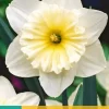 Narcissus Ice Follies 5 narcisbollen