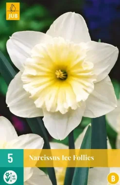 Narcissus Ice Follies 5 narcisbollen