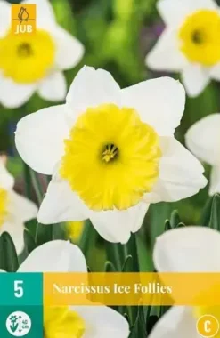 Narcissus Ice Follies 5 narcisbollen