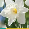 Narcissus Mount Hood 5 narcisbollen