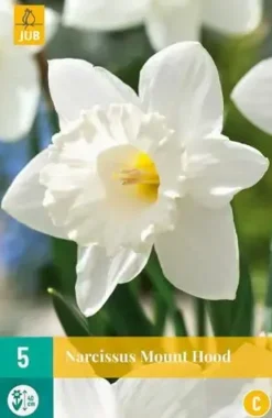 Narcissus Mount Hood 5 narcisbollen