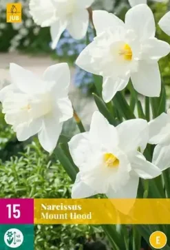 Narcissus Mount Hood 15 stuks