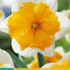 Narcissus Orangery 5 narcisbollen