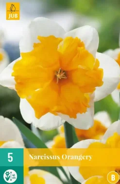 Narcissus Orangery 5 narcisbollen
