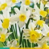 Narcissus Sailboat 5 narcisbollen