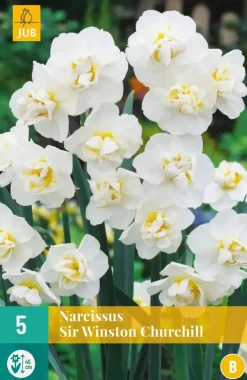 Narcissus Sir Winston Churchill 5 narcisbollen