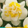 Narcissus Westward 5 narcisbollen