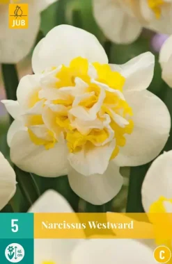 Narcissus Westward 5 narcisbollen