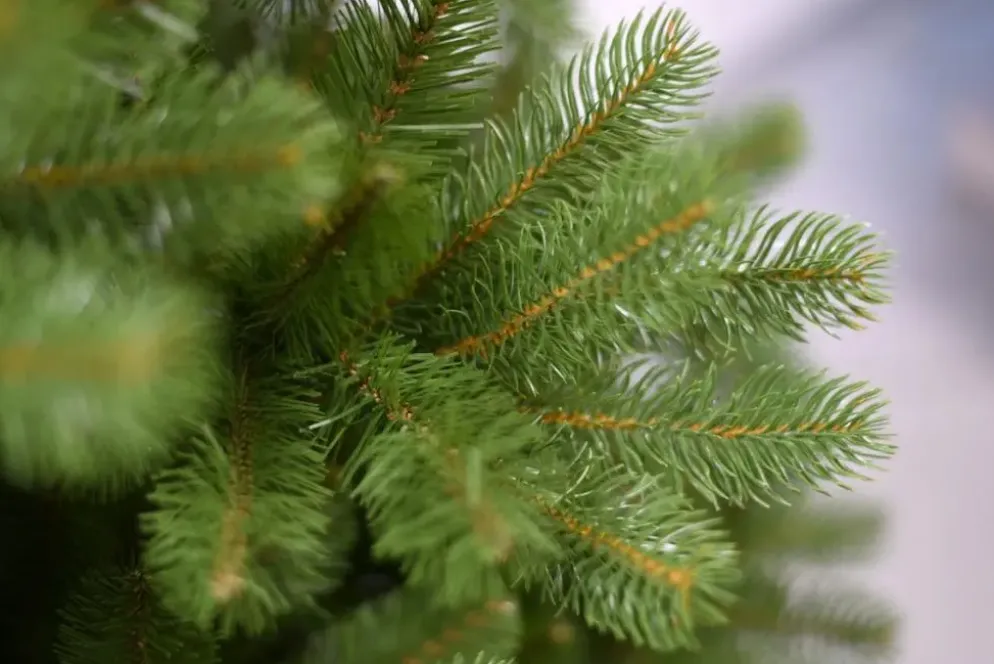 National Tree Company Bayberry spruce kunstkerstboom groen 198cm