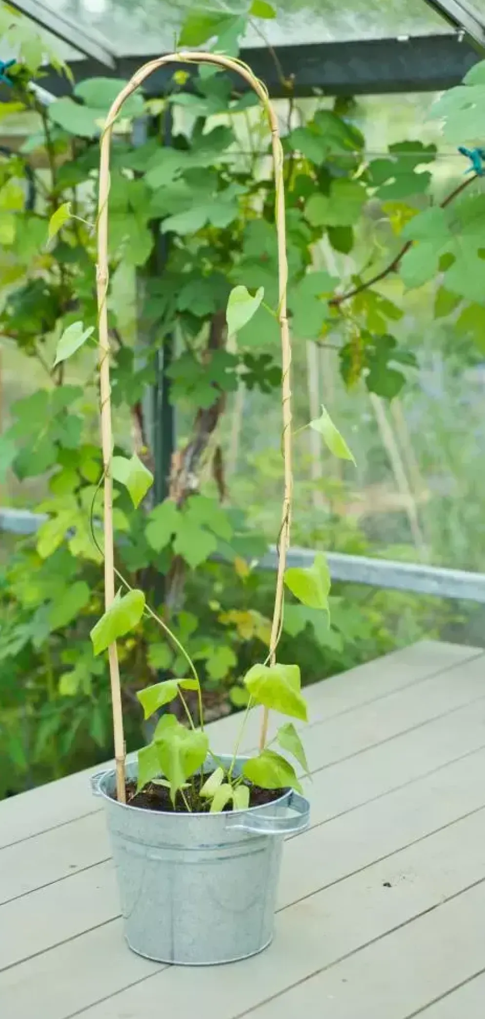 Nature Bamboestok gebogen 180 cm naturel