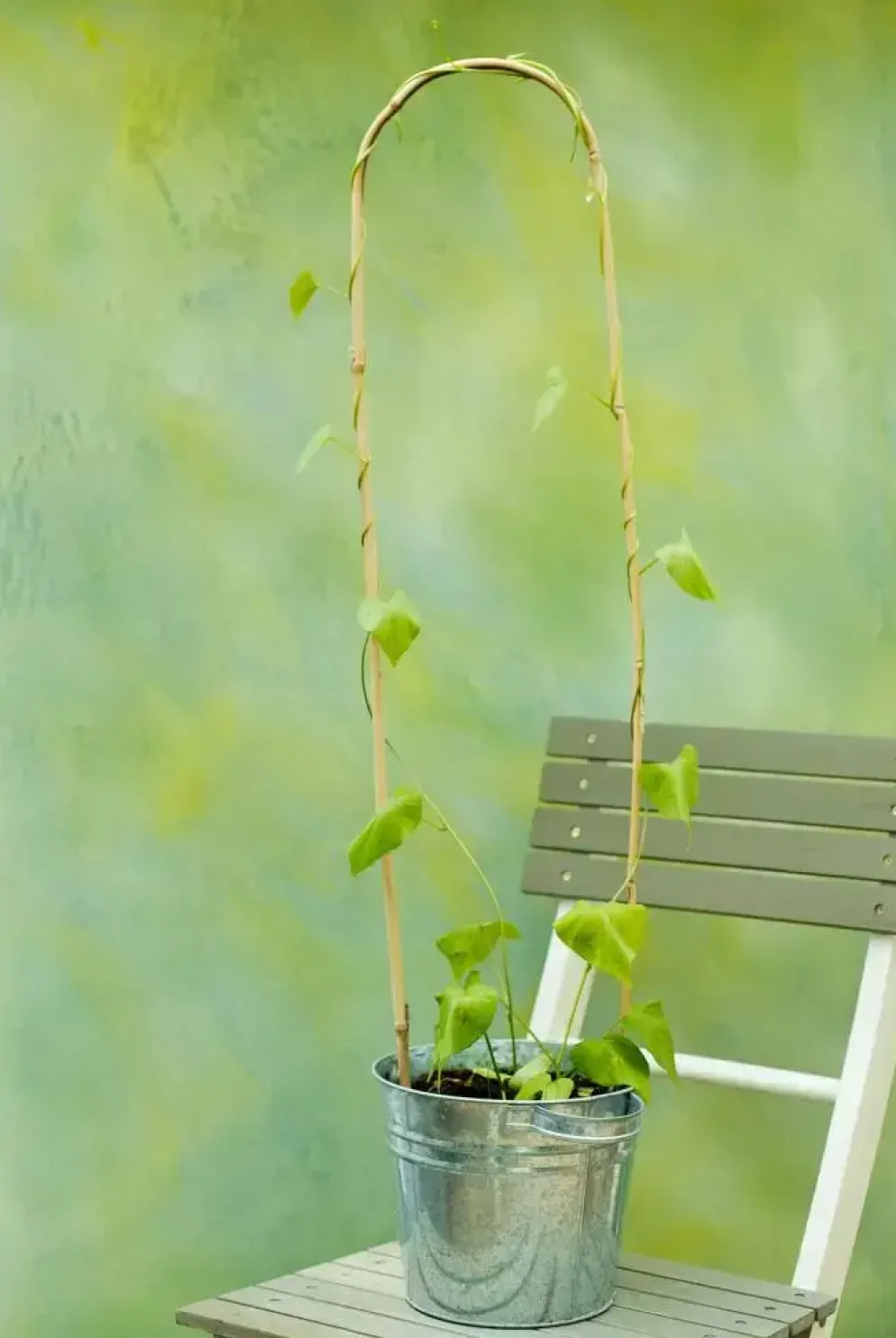 Nature Bamboestok gebogen 180 cm naturel