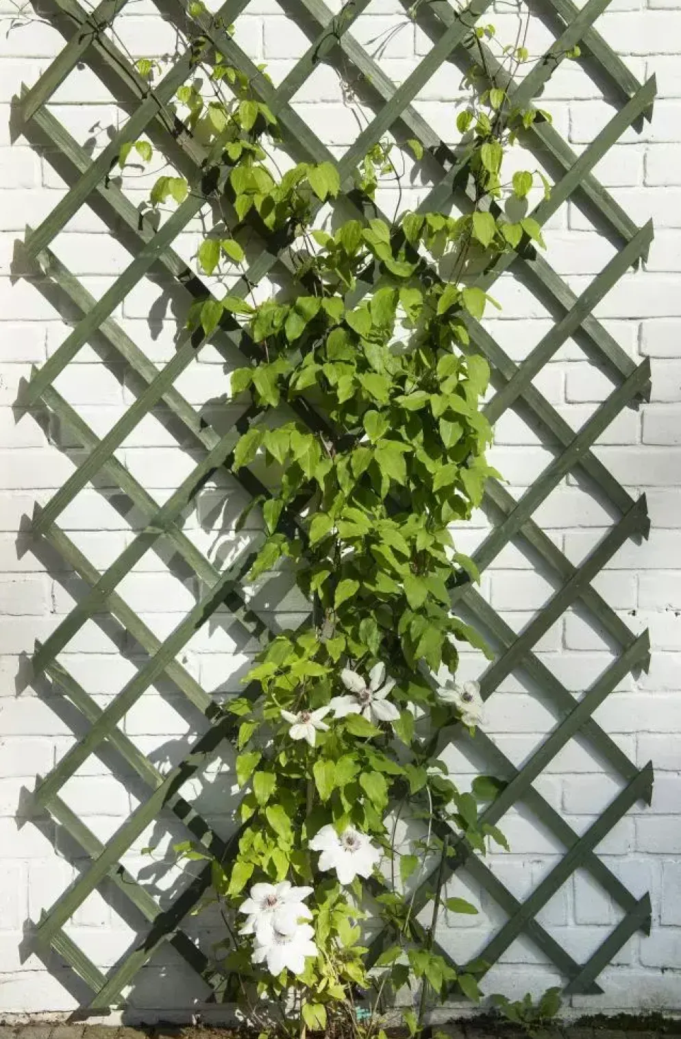 Nature Houten klimrek groen 50x150 cm fsc