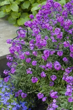 Nature Plantensteun d6mm h80x45x24cm groen