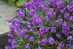 Nature Plantensteun d6mm h60x30x18cm groen