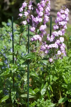 Nature Plantenstok kunststof 210 cm d16mm