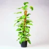 Nature Plantstok kokos 90 cm d38mm