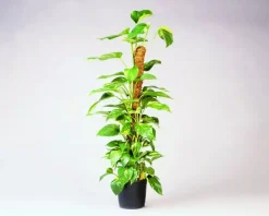 Nature Plantstok kokos 90 cm d38mm
